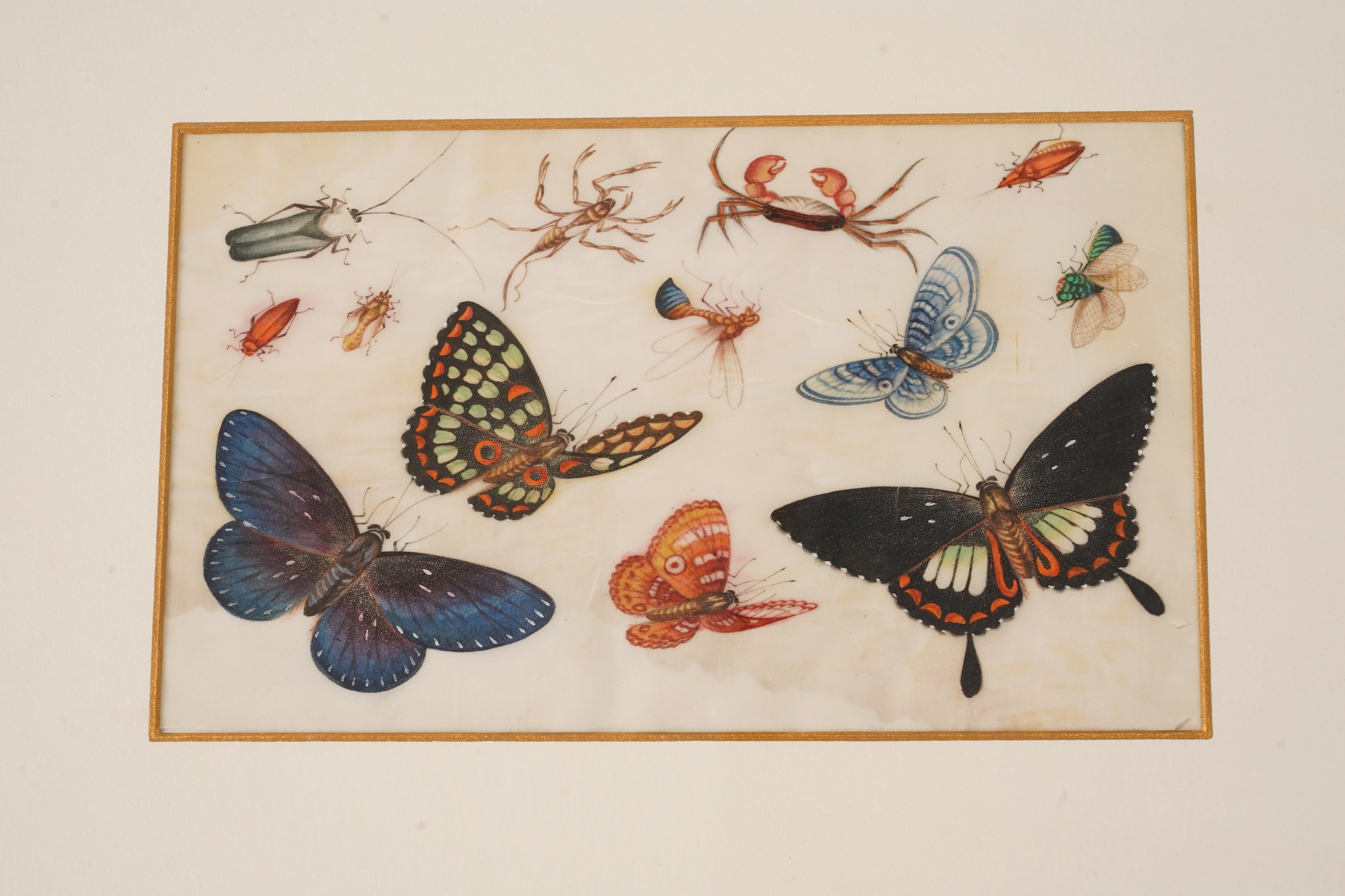 Chinese School , (mid 19th century), Butterfly and insect studies, A set of eight watercolours on pith paper, each image 16 x 26cm, staining